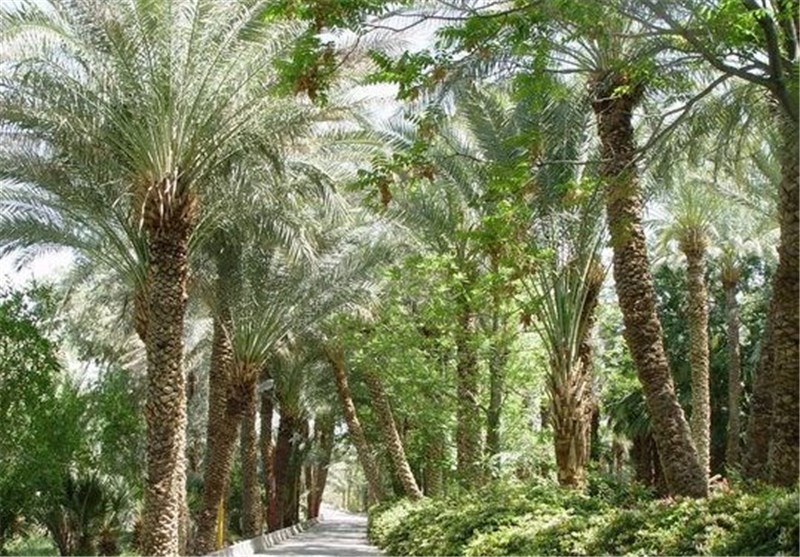 قدم زدن در نخلستان‌های آب‌پخش پر از حس خوب است.