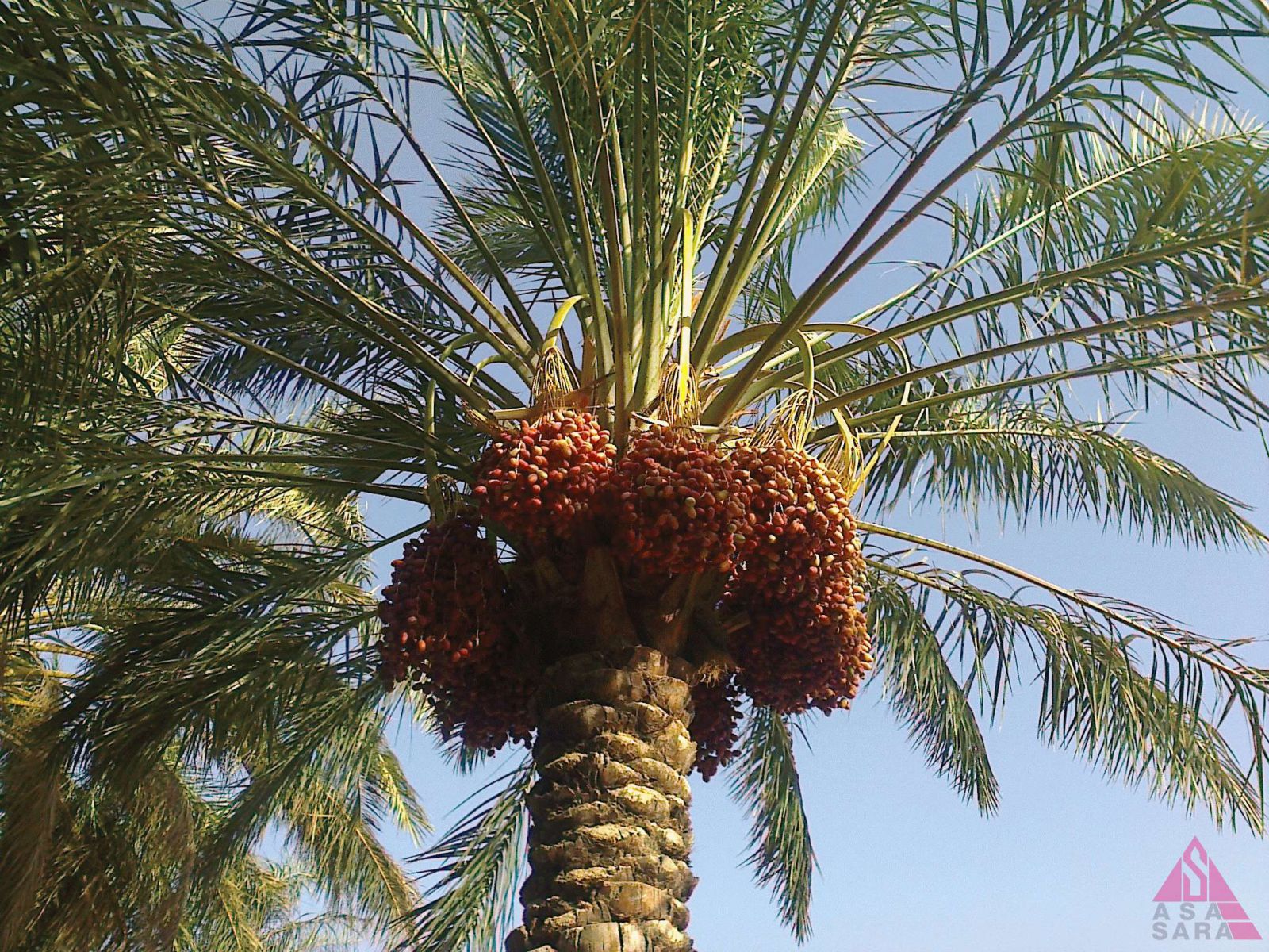 جزیره هنگام | Photo by : Sina Dadkhah